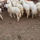 بهم تربية حري طليان ورخال نظيف ع الشرط