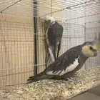 ذكور كروان وايت فيس وكريمي فيس