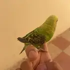 طير البادجي ضايع بحي المصيف
