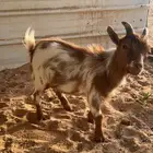 تيس قزم أمريكي