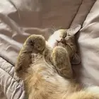 قطه للبيع أنثى نظيفه ومطعمه كل تطعيماتها مع اغراضها