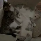 قطه تحتاج تعقيم واطفالها ثلاثه اعمارهم شهرين بصحه جيده