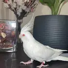 كروان . ببغاء . كوكاتيل