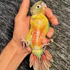 توفرت فروخ الكنيور لعشاق الغر وتدريب على الهدد و الكلام