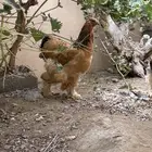 دجاج براهما توب