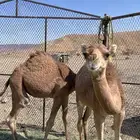 قعدان للبيع