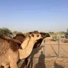 حشو للبيع