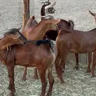 تيوس فواخر للبيع تم البيع