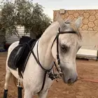 حصان للبيع
