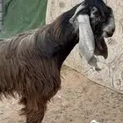 فحل عارضي