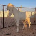 تيس ابرص مطور