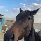 فرس انقليزي لقاح في 3 شهور