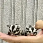 جوز سناجب   سجاب