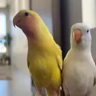 طيور روز اليفة