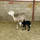 نجديه والد