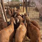 16 سواكني حمري