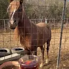 خيول شعبيه شرط للبيع