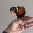 لوري اليف و هدد متكلم