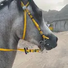 حصان مصري شعبي