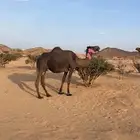 لقحة كفو