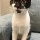 قطو شكله ضايع من احد