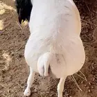 طليان مرابي تربيه طيبه