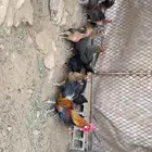 دجاج فينكس