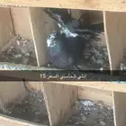 حمام زينه مشكل للبيع