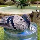 حمام بلدي للبيع