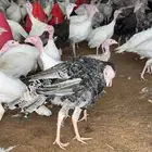 رومي بياض