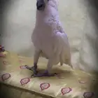 كوكاتو إمبريلا اليف جدا وحجم ضخم ونادر ( تم البيع )