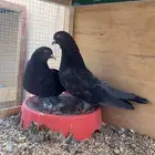 جوز قطايف زرق محببات معاريف