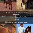 حصان البيع
