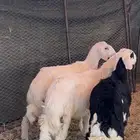 3 طليان للبيع