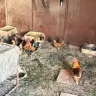 دجاج للبيع النماص