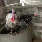جوز ديك رومي للبيع سليم ومنتج بيض