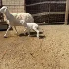 نعجه والد وتيس فحل