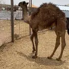 حشو طيبه علي الحليب بريه