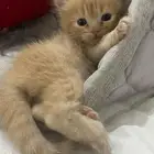 cat for sale