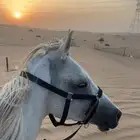 املج