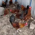 ديوك بلدي نظيفه