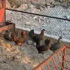 دجاج بياض حضان