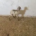 رخل ساكنيه