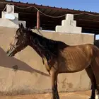 فرس للبيع