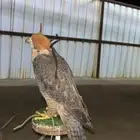 صقر
