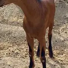 تيوس ثلاجة
