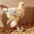 للبيع صوص براهما كولمبي كونك