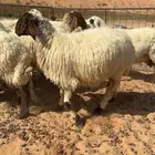 شياة نعيم متابيع اشباب منوة القناي