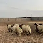 طليان نعيمي