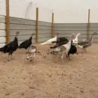 دجاج رومي